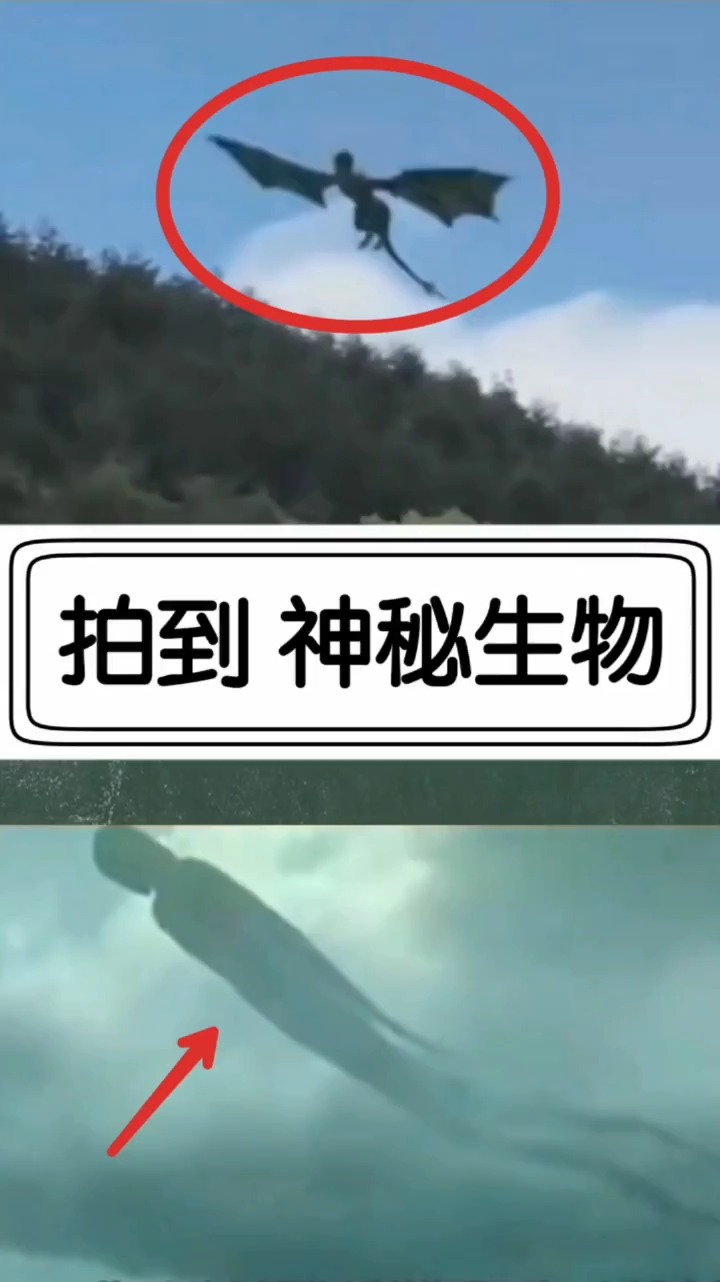 奇闻趣事抢先看#拍到的神秘生物