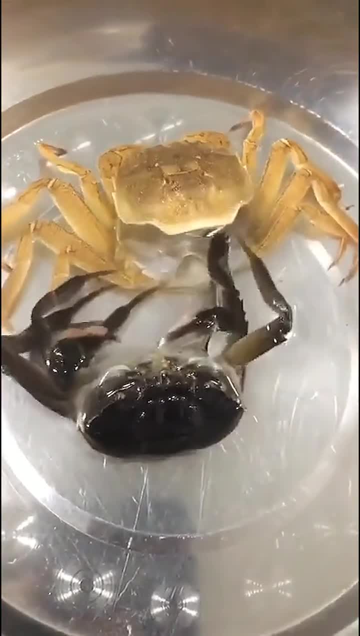 螃蟹退壳,生命重生之美,没几个人见过