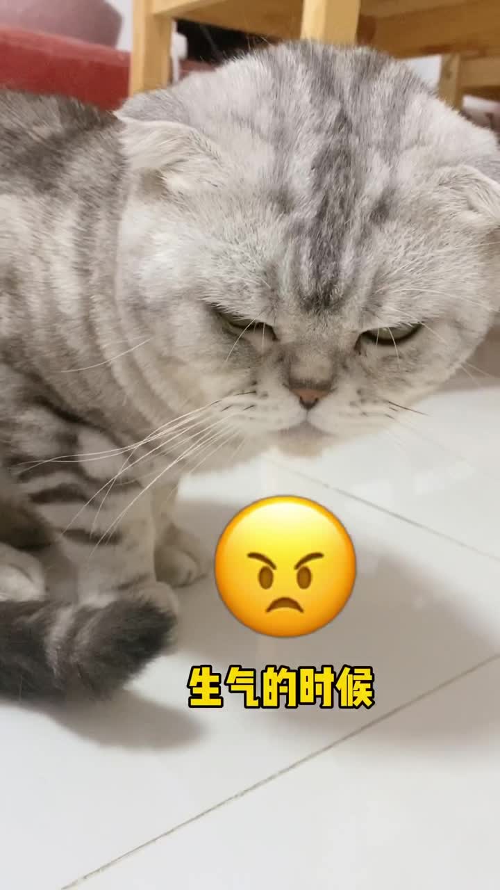 记录美好生活大胖简直是表情包库