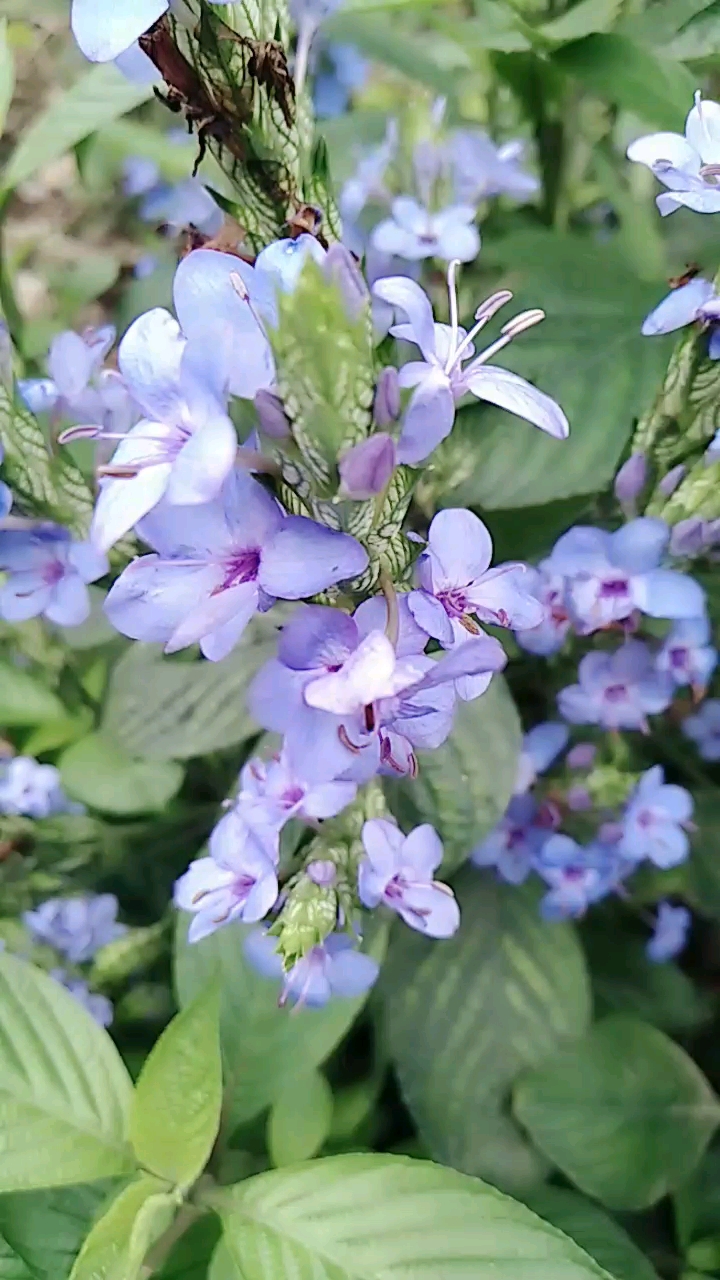 板蓝根花板蓝花图片