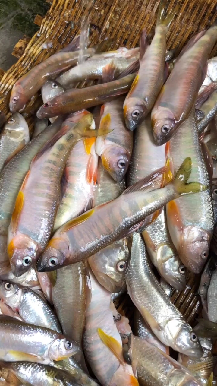 野生大马口,新鲜美味,你家有吗