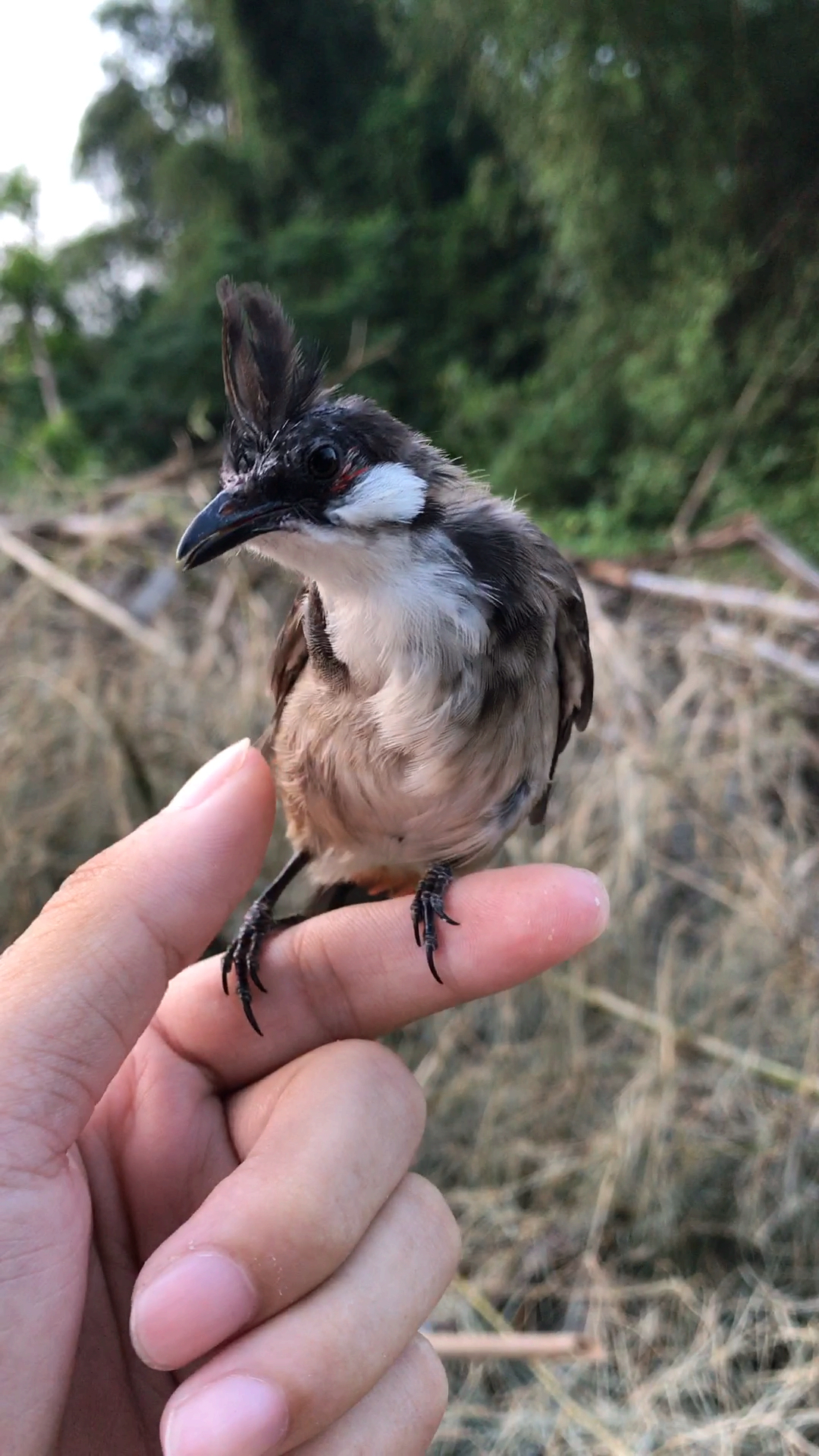 放生小鸟祝祖国繁荣昌盛