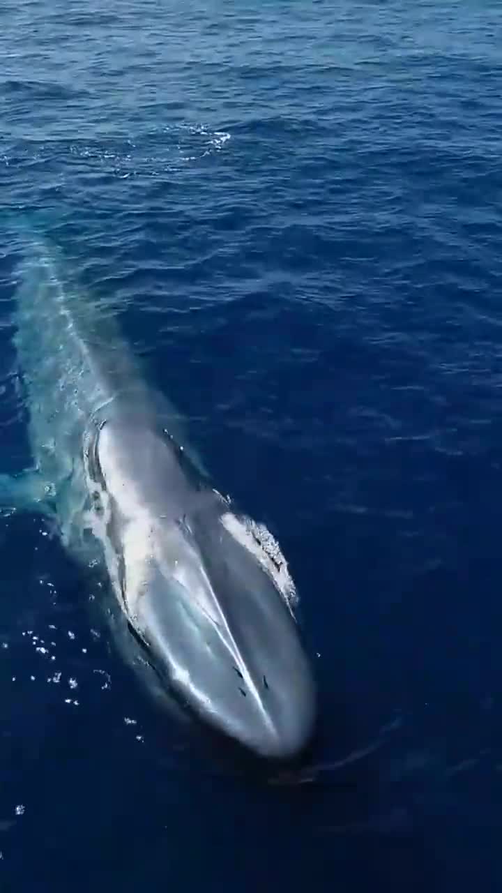 近距离观看蓝鲸喷水,没想到是这个样子的,长见识了!