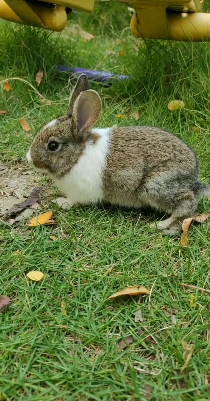 一只非常漂亮的灰兔子这个毛色真的很漂亮非常不错