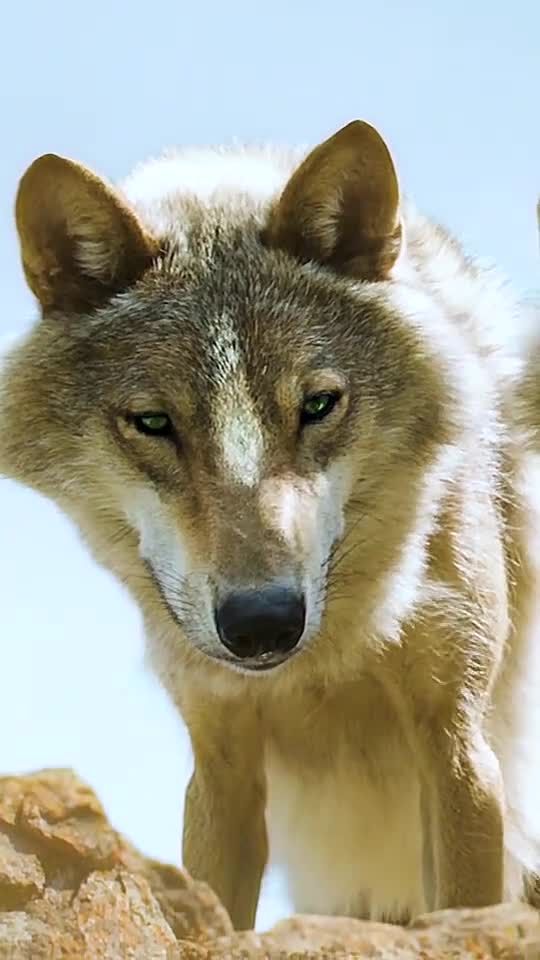 草原狼,蒙古族的图腾,象征着智慧,团结,勇敢,永不屈服,像极了我们华人