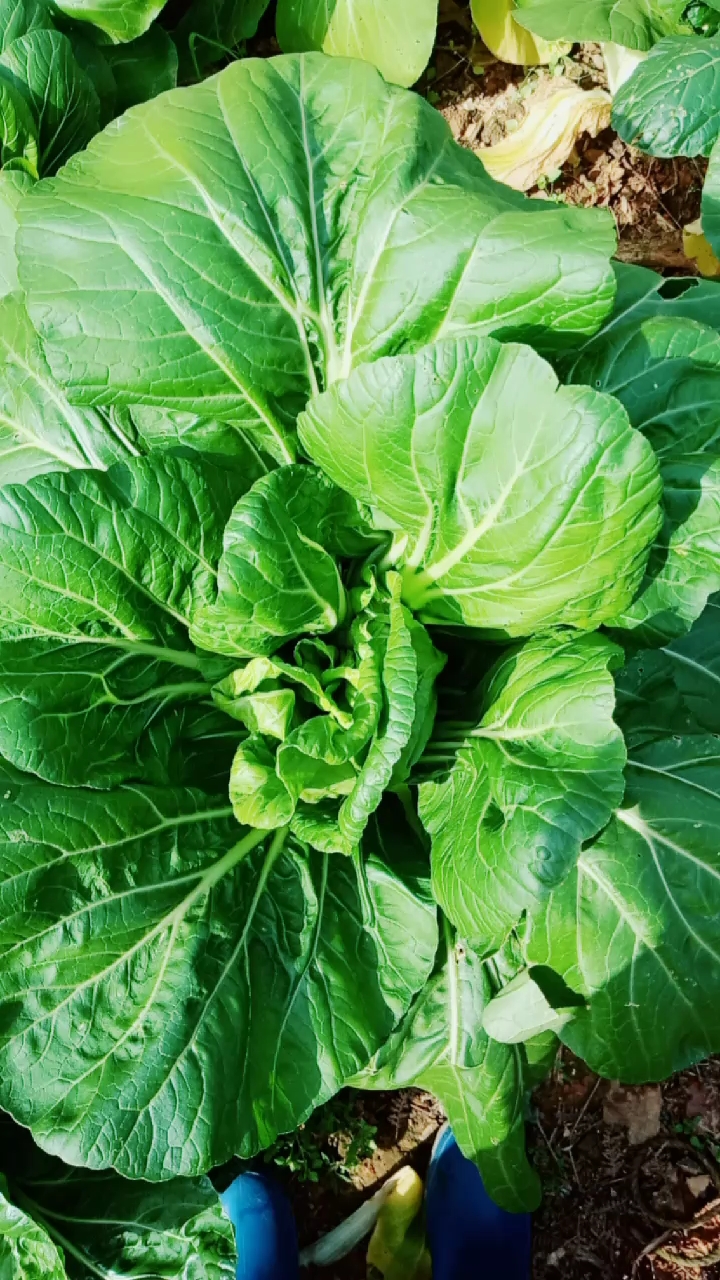 带上全民去旅行#油冬菜