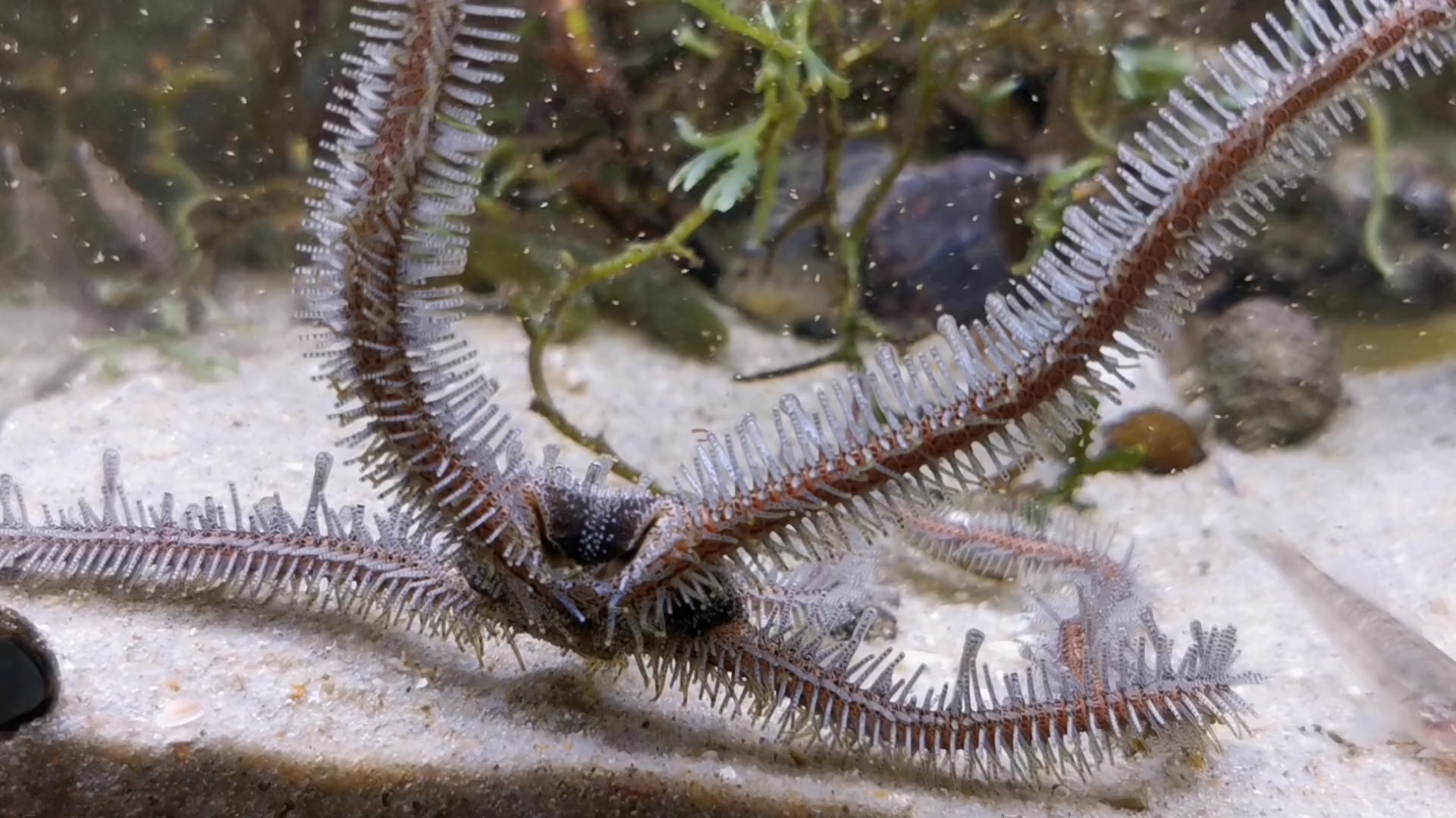 刺海蛇尾图片