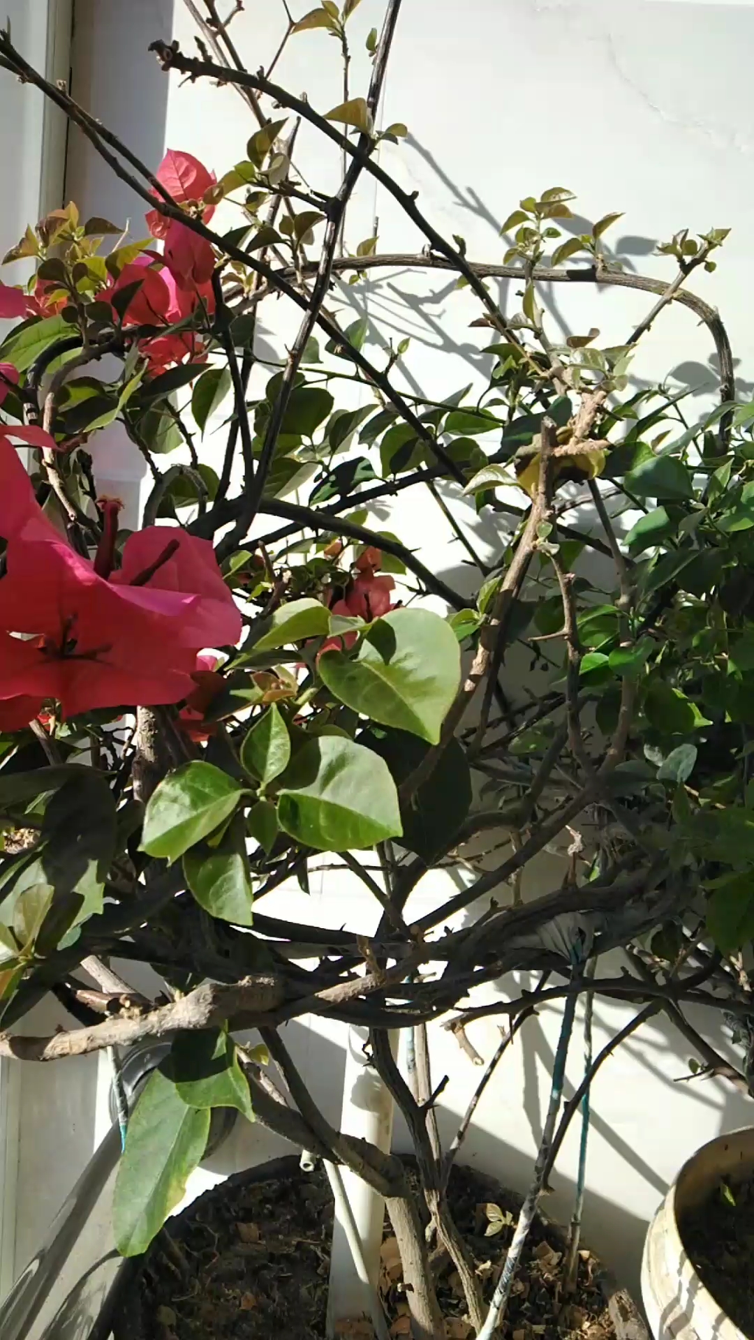 我家的铁三角开花了,请关注我,关注全民小视频