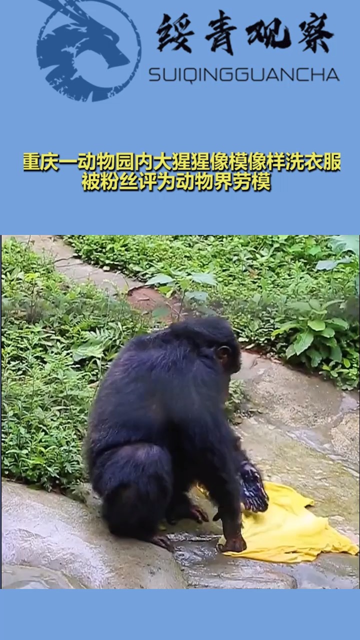 重庆一动物园内大猩猩像模像样洗衣服,被粉丝评为动物界劳模