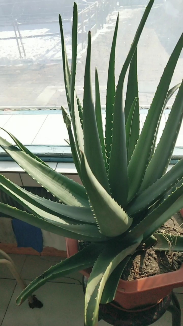 看看我家的大芦荟长的怎么样