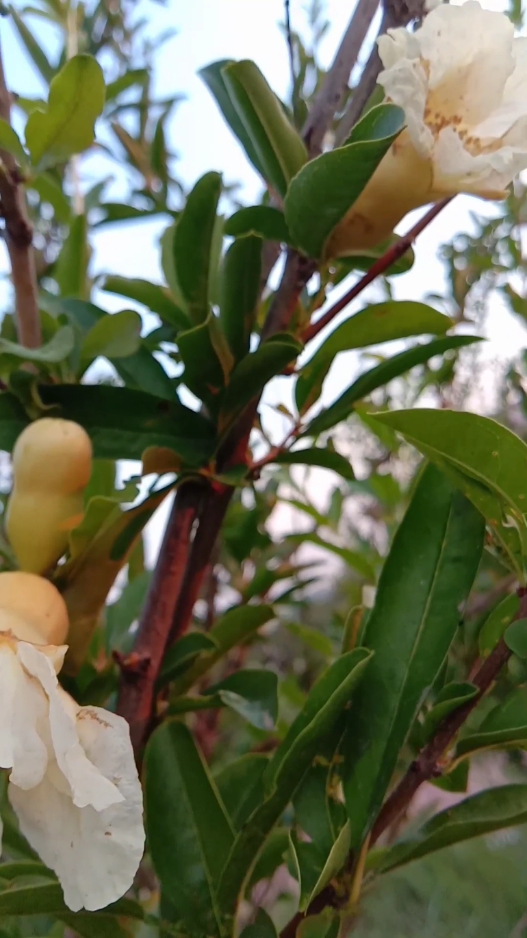 名同花异各芬芳—白花石榴