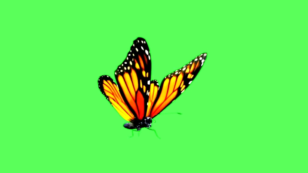 蝴蝶绿幕特效视频素材