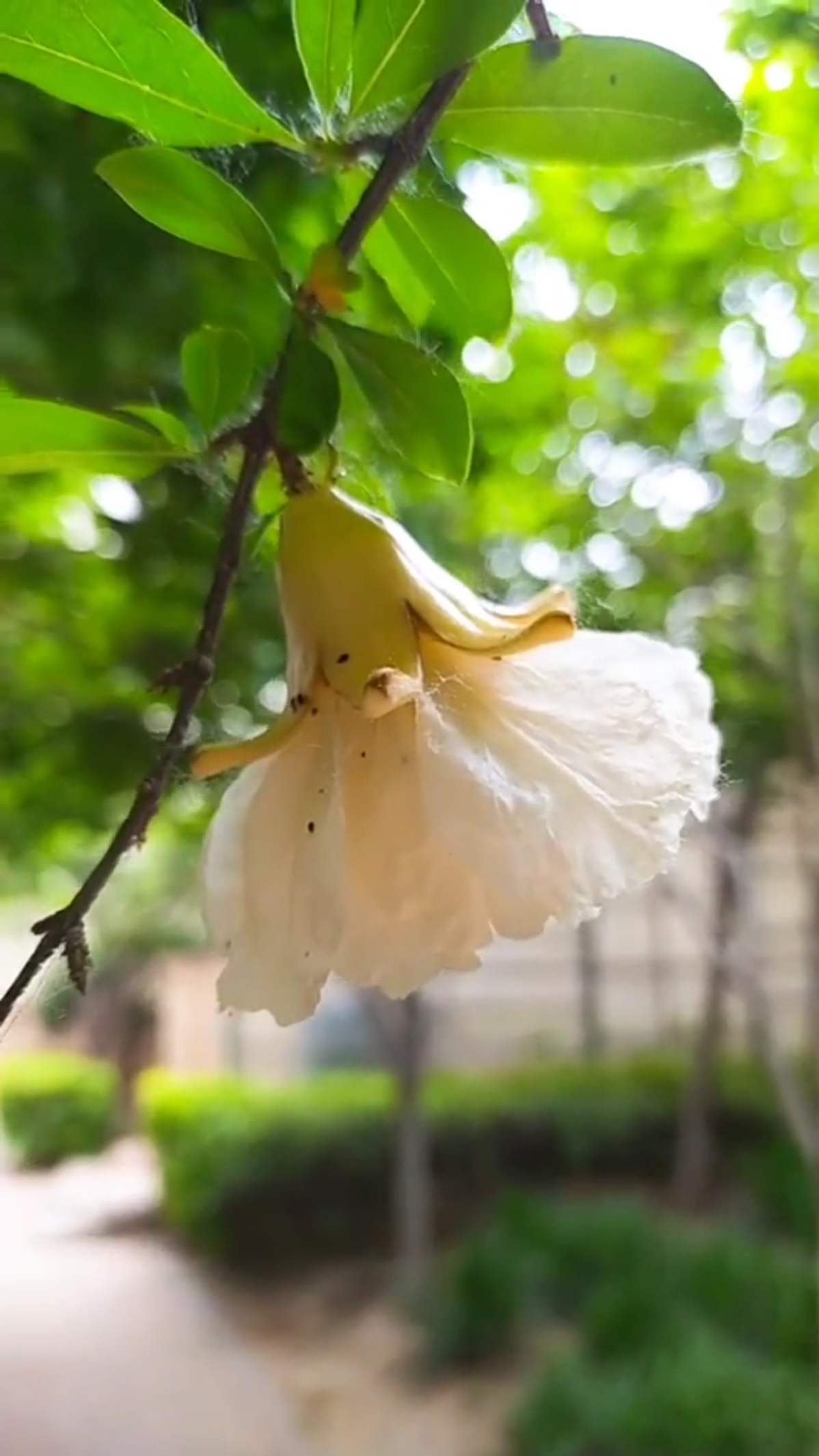 春光美#黄石榴花