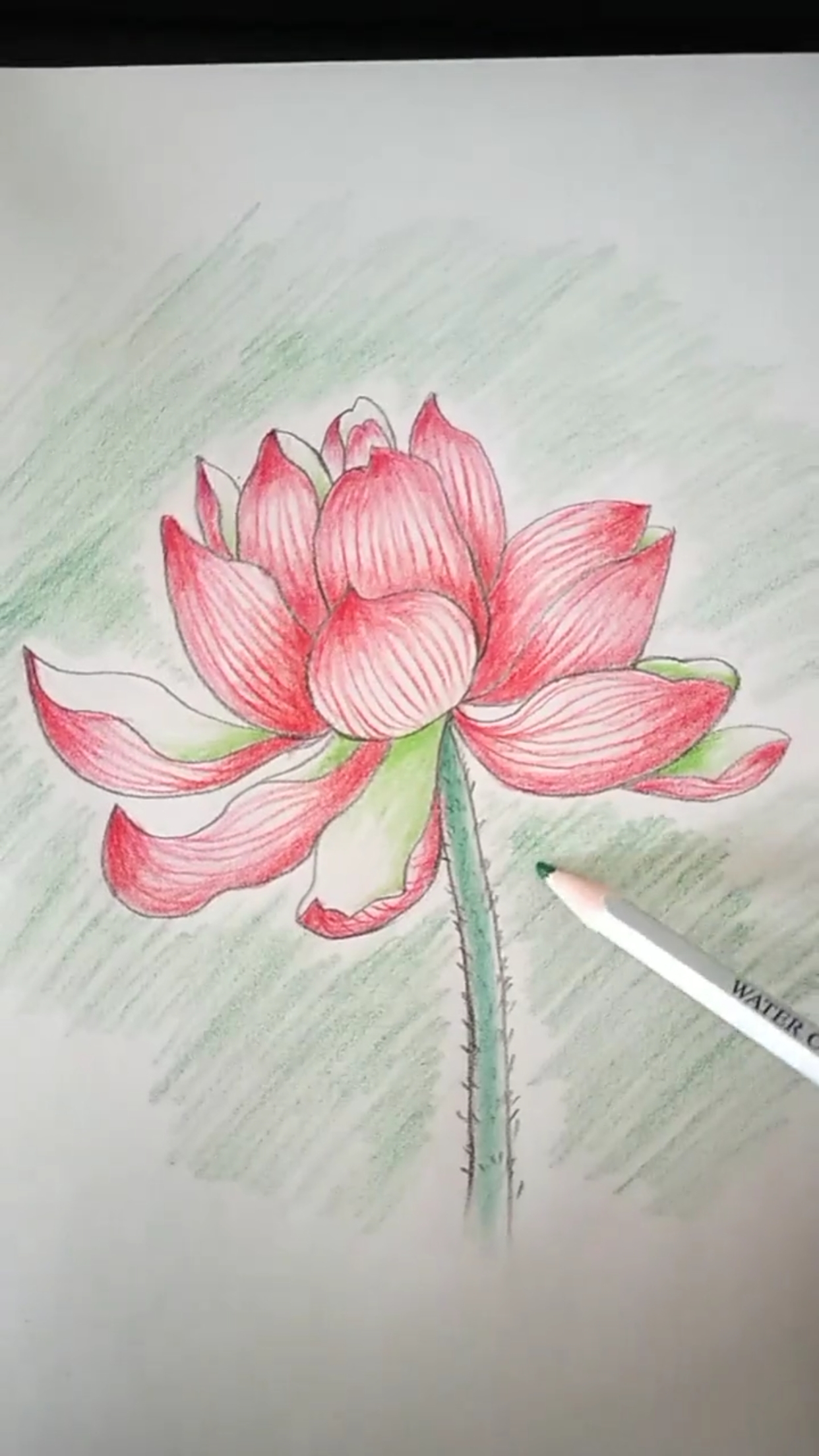 莲花的简笔画带颜色图片