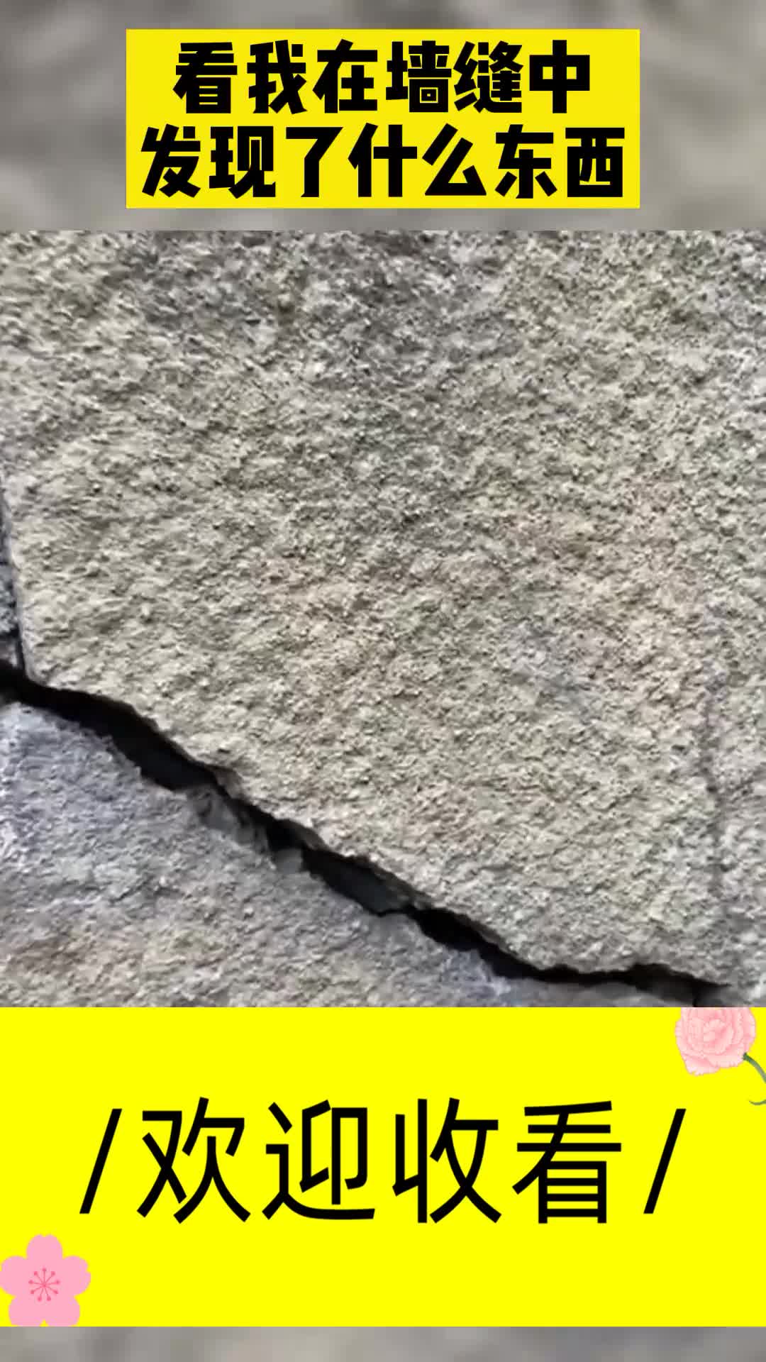 看看我在墙缝中,发现了什么东西