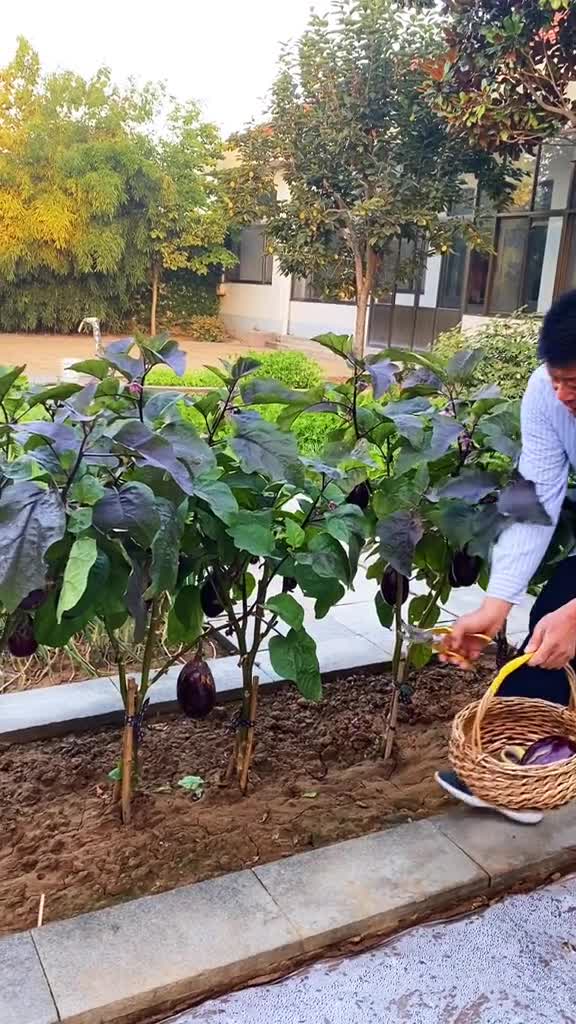 给茄子剪枝的方法朋友们明年可以试试这样有吃不完的茄子