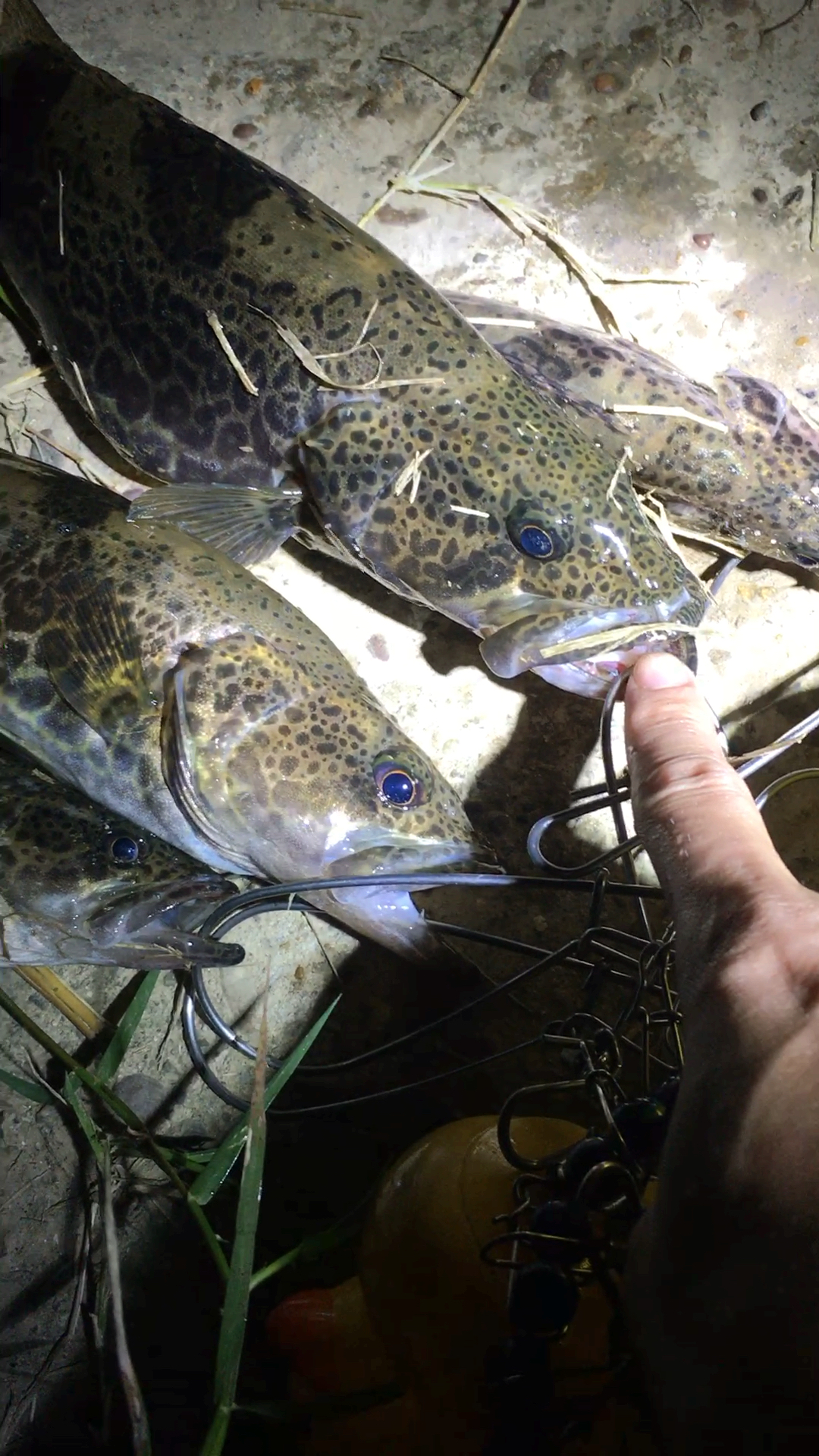 路亚鳜鱼#这个鱼有多少人见过?叫什么鱼?