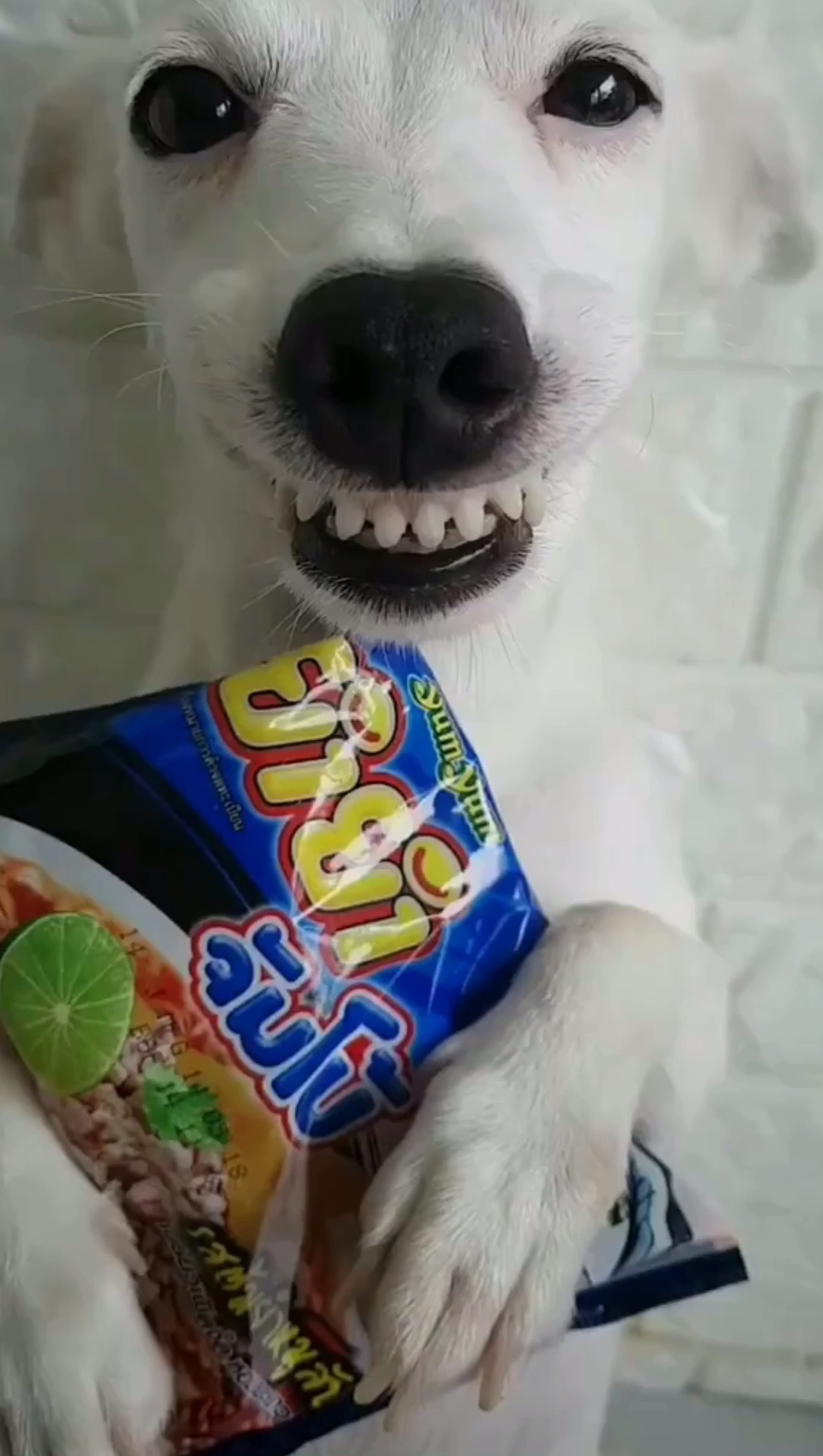 看我大白牙