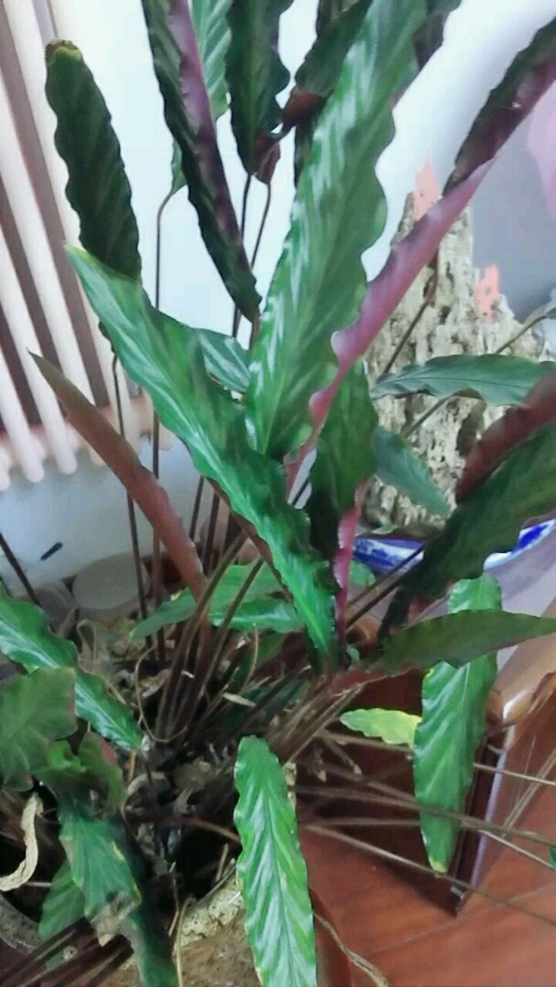 我的波浪竹芋,长地不错,还没大管它,喜欢