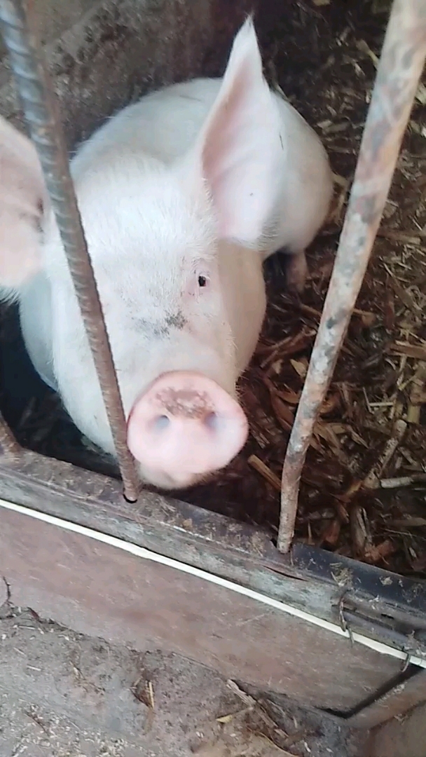 可爱的猪猪亲上了,看一次笑一次