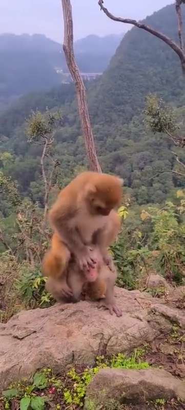猴子的爱情如此简单粗暴母猴带娃公猴暖心疼爱,看后真是羡煞旁人!