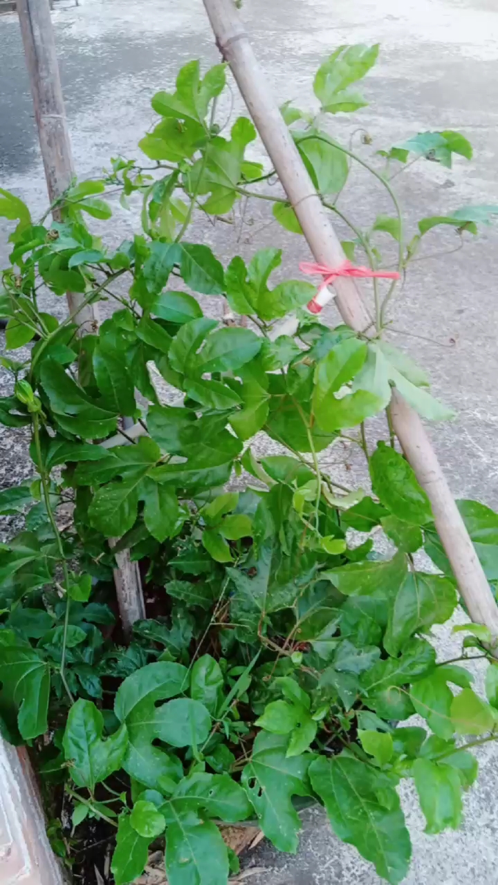 开花了黄金百香果