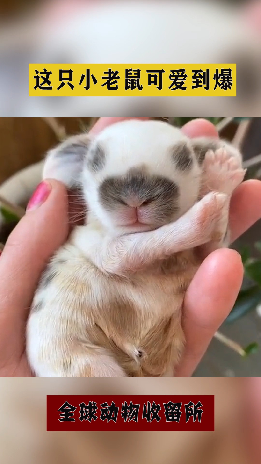 搞笑萌宠#这只小老鼠可爱到爆!