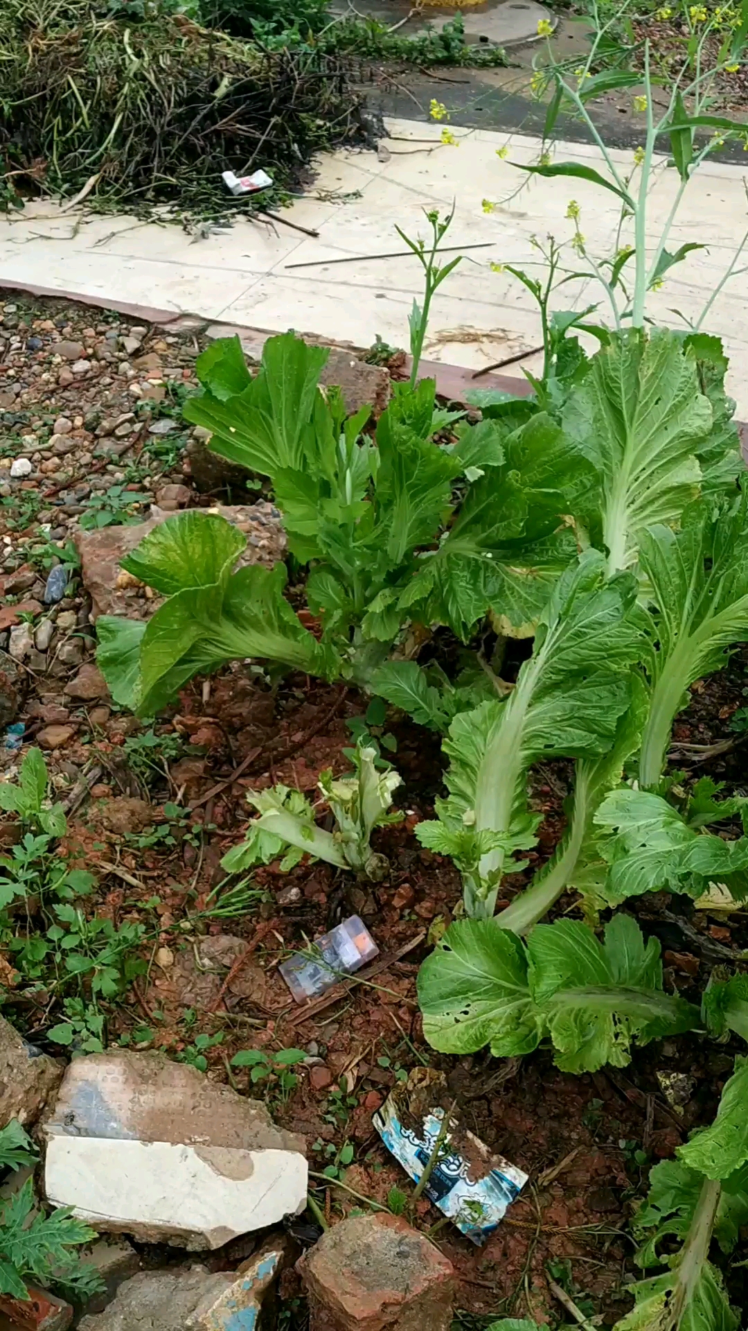 路边的小菜地被偷菜了