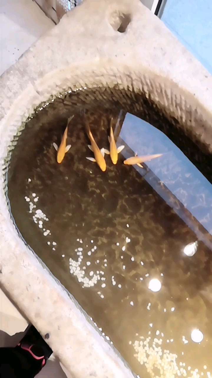 鱼永远离不开水
