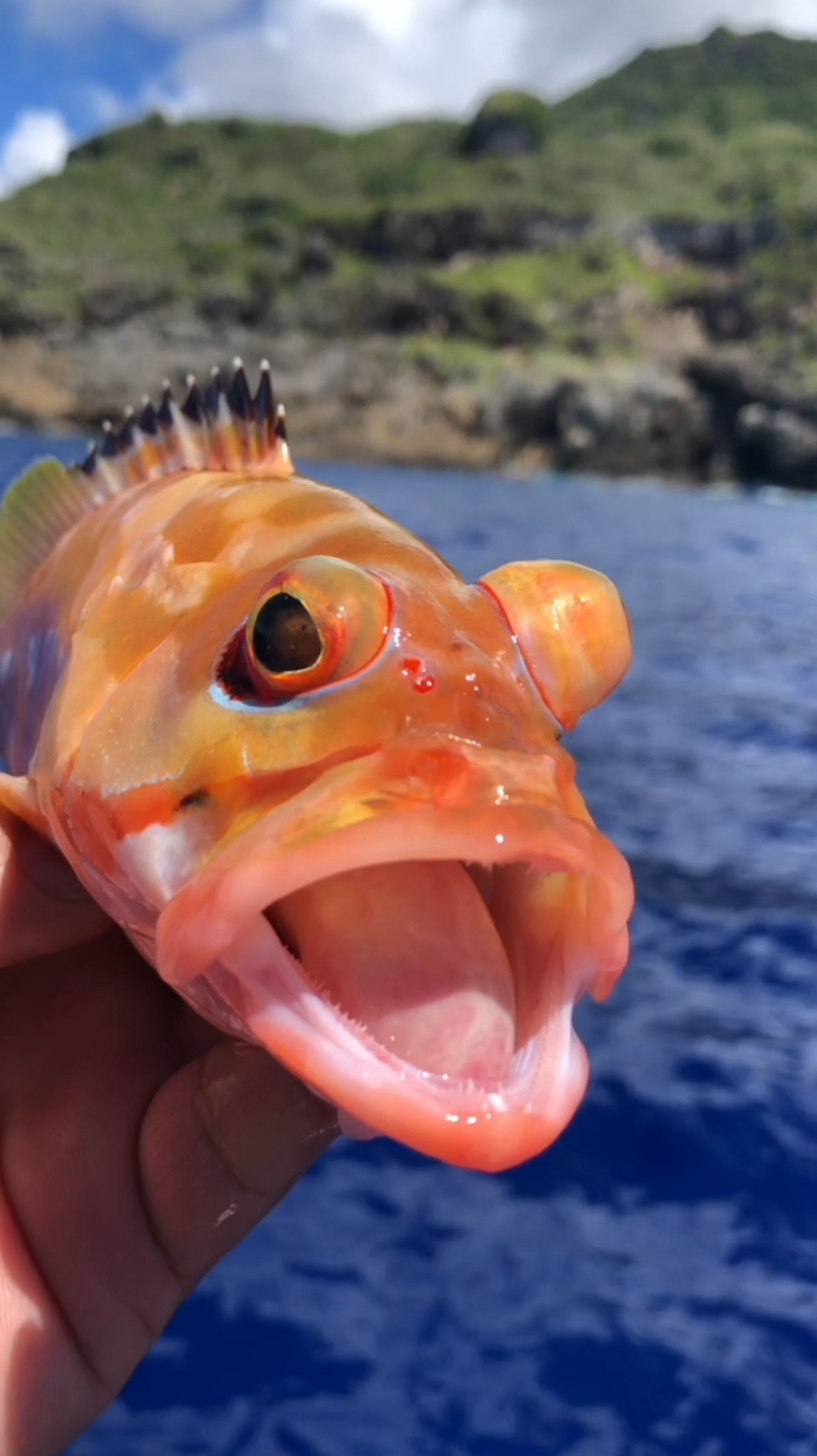 塞班钓获的红玫瑰石斑,也叫赤石斑,这眼睛绝对是个亮点吧