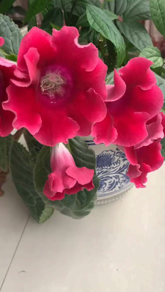 单瓣大岩桐.美美哒!