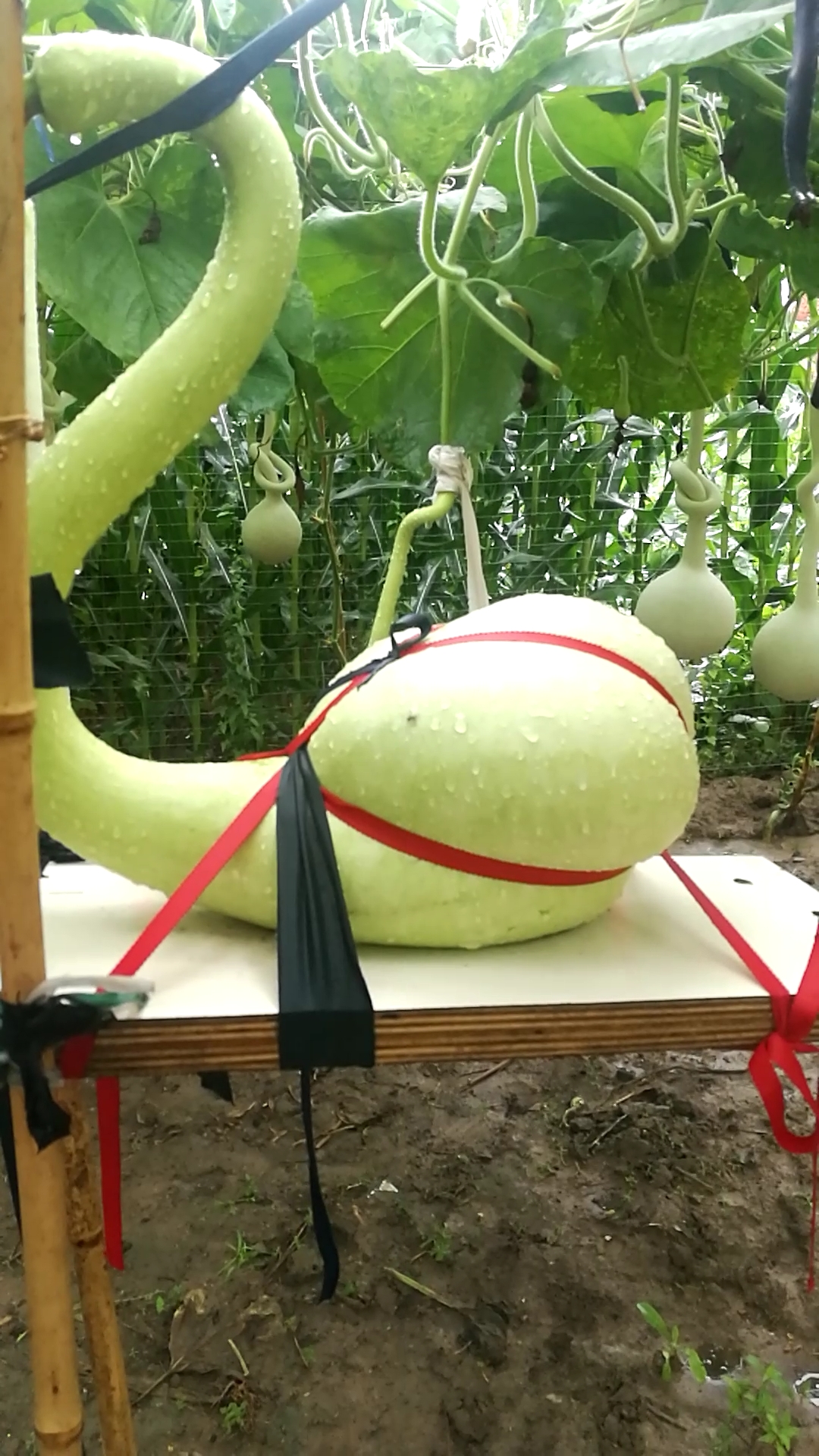 勒扎葫芦,大天鹅.