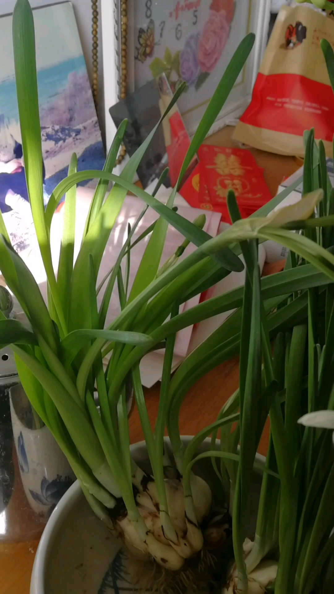 奇怪!蒜苗开花了