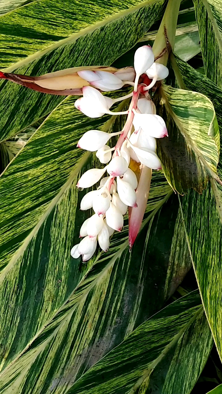 豆蔻梢头二月初,豆蔻年华,这是豆蔻,真美好