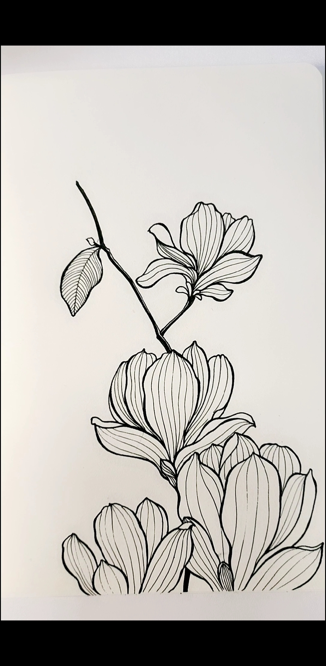 画画原来如此简单#线描简笔画,看人间,落花飞絮