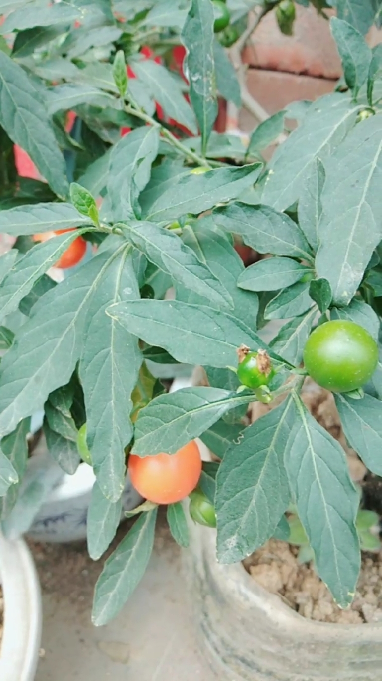 洋樱桃红绿果子很好看