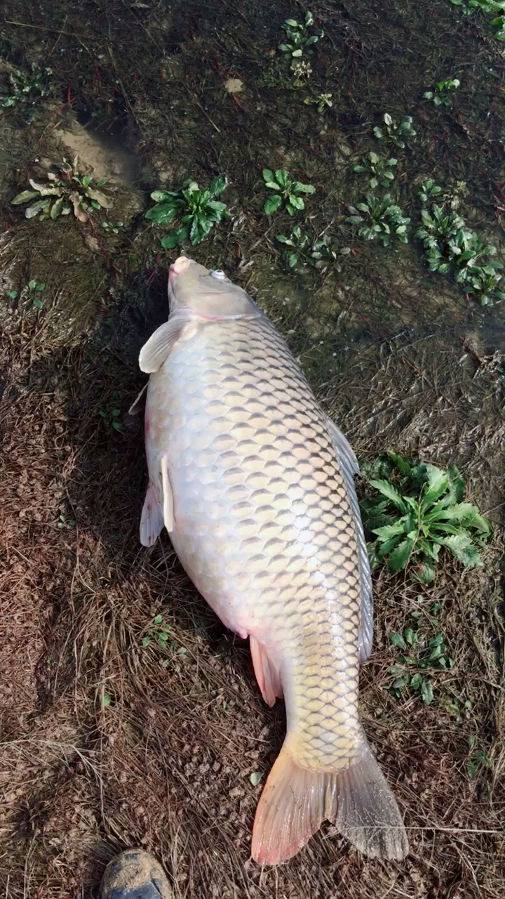 水库捡鱼,鲤鱼30斤