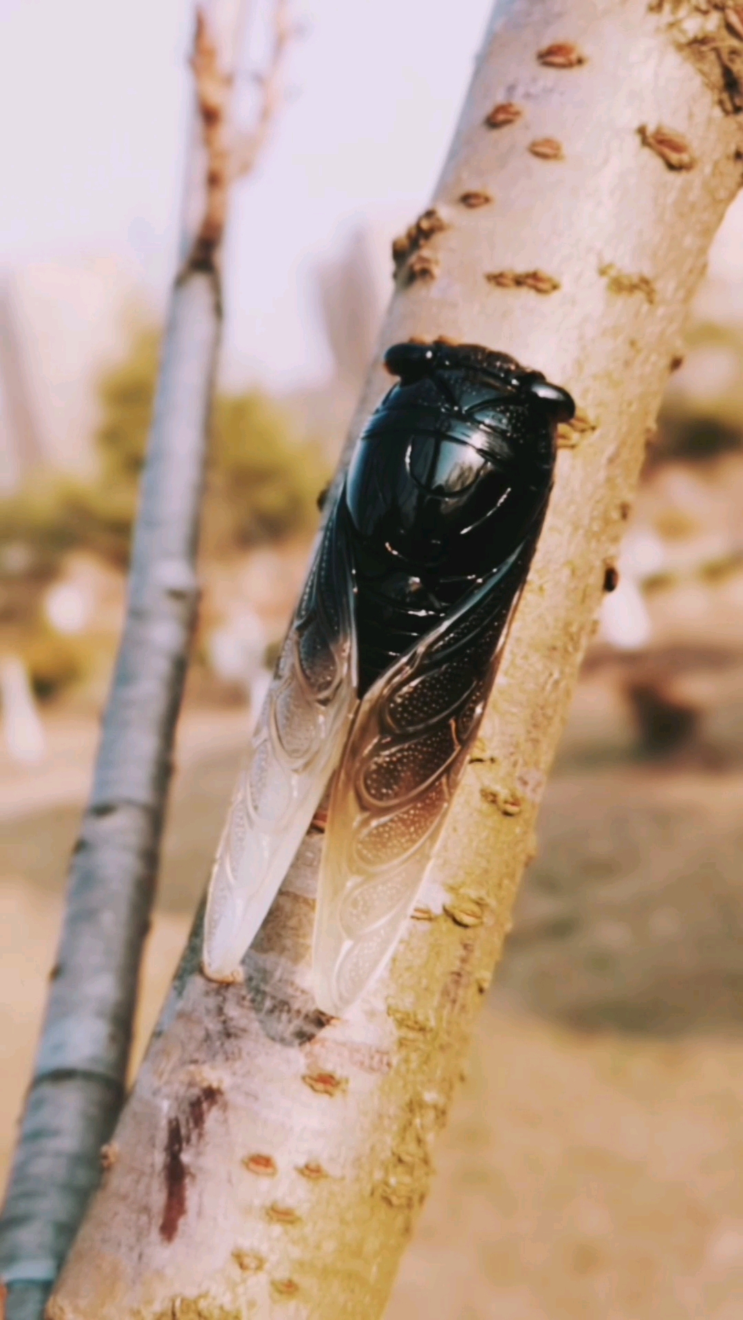 2019年抓到第一只知了,黑蝉好看吗?竟然是石头蝉!