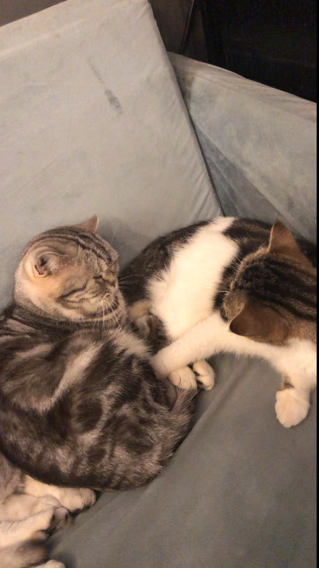 宠物搞笑#这两只小猫咪好搞笑,在对视,哈哈