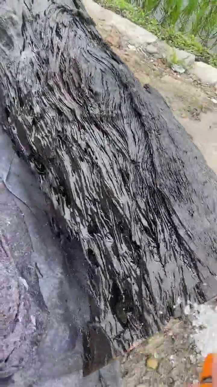 百年的金丝楠木很稀有,哪怕是一小段,也要经常浇水保养!