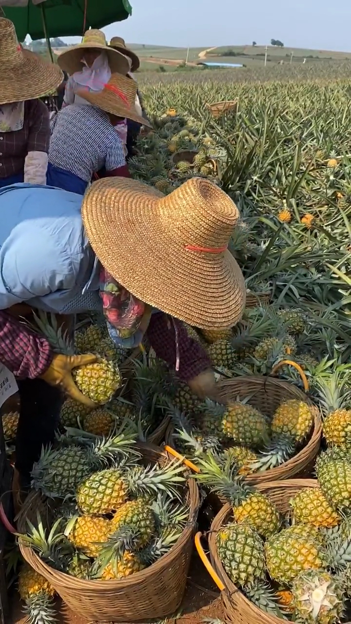 金钻凤梨#今天凤梨采摘大家都来帮忙!