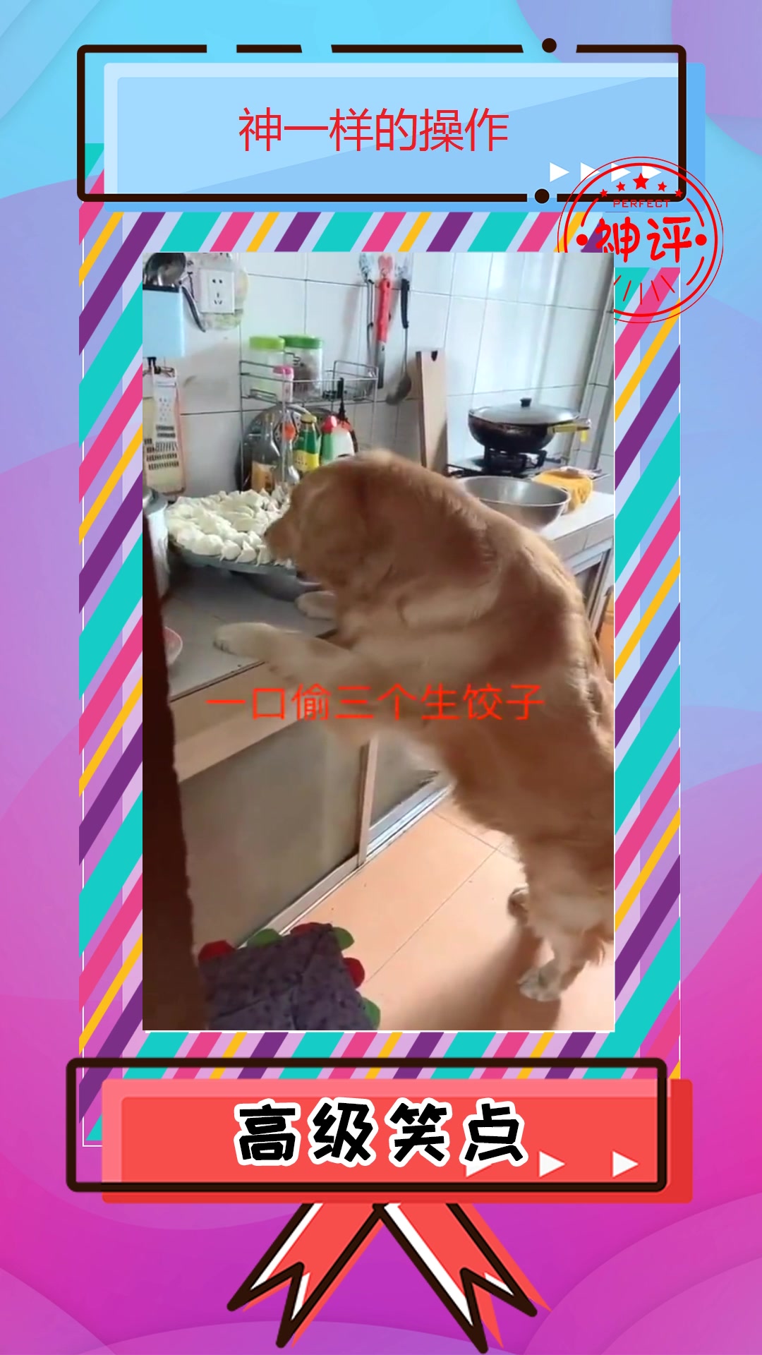 搞笑#刚包的饺子放厨房,被汪星人偷吃,主人还是待他如初见!