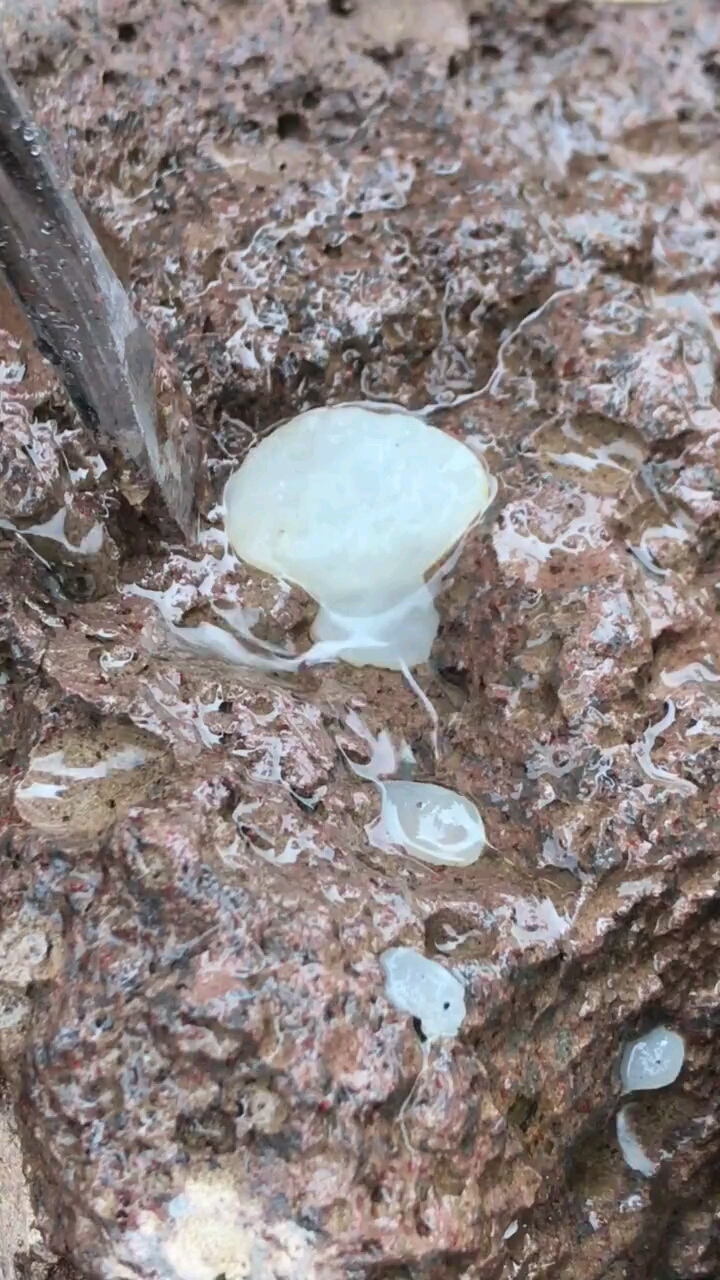 在山上发现的千年灵石,挖出来后疯了!