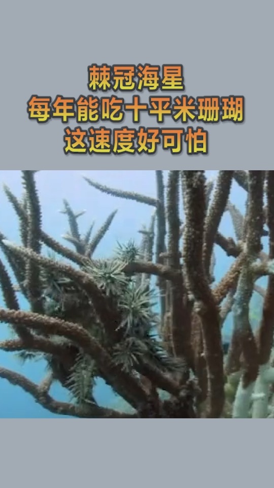 我要上热门#棘冠海星,每年能吃十平米珊瑚,这速度好可怕