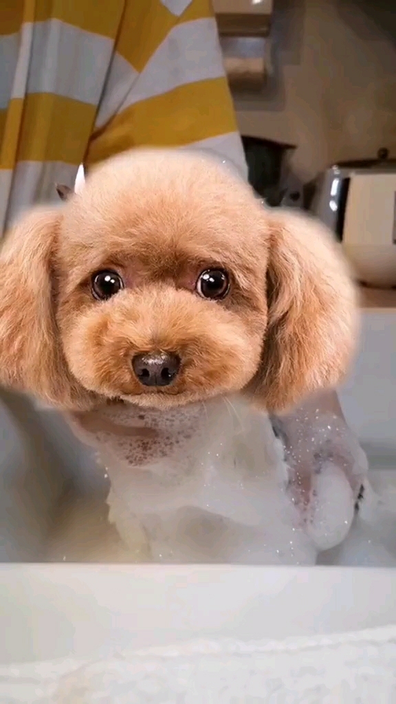 交大家如何给猫上贵宾妆