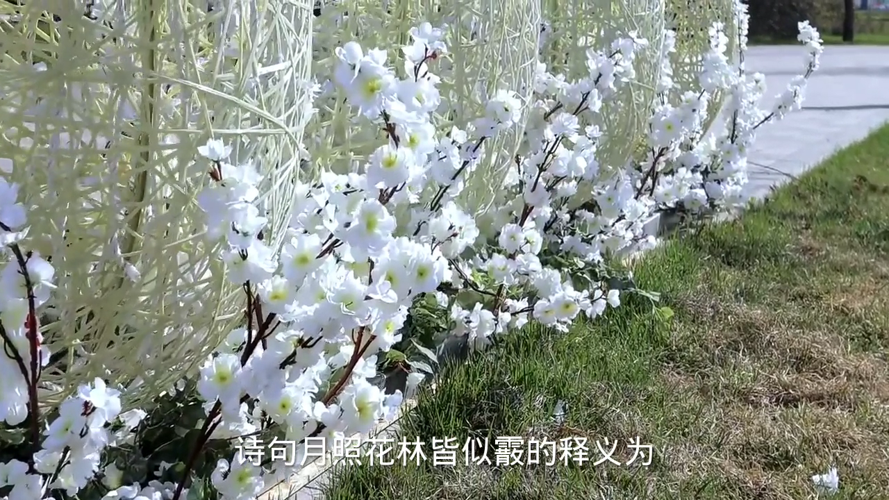月照花林皆似霰是什么意思