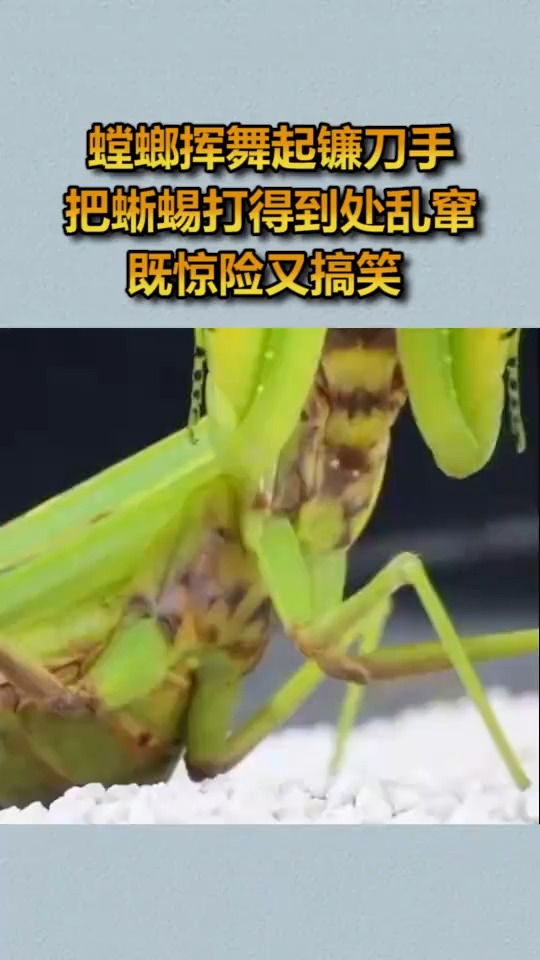 螳螂挥舞起镰刀手,把蜥蜴打得到处乱窜,既惊险又搞笑