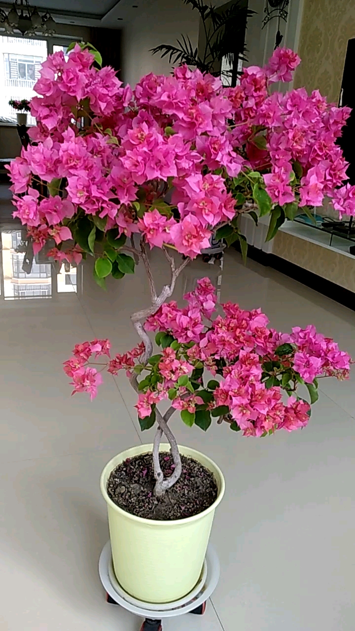 我的私藏景点#重红三角梅