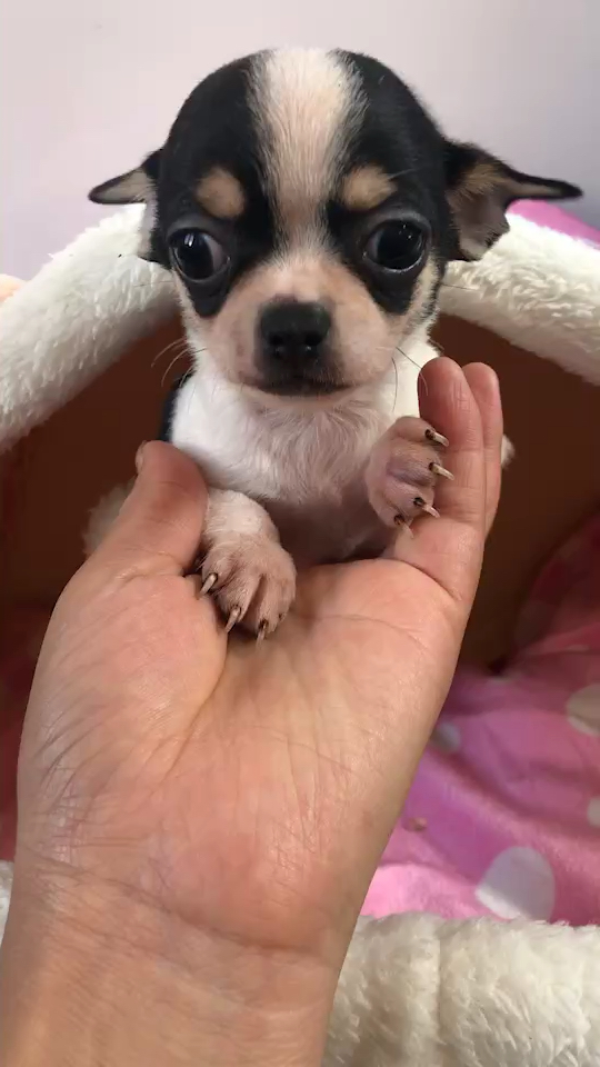 吉娃娃?三花小公子:寻找新主人