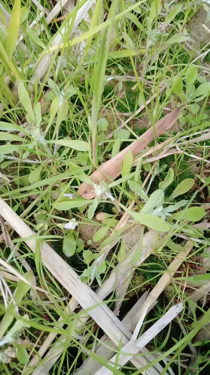 老鼠艾,摘来做艾糍粑!